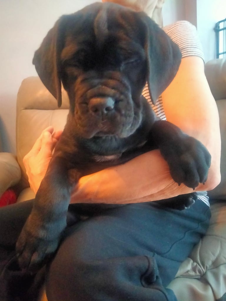 Cane Corso puppies black