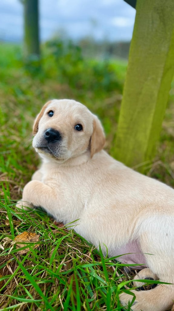 Gorgeous KC lab pups! 