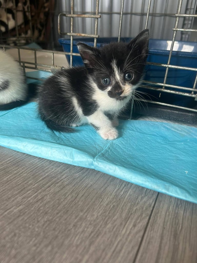 6 stunning kittens 