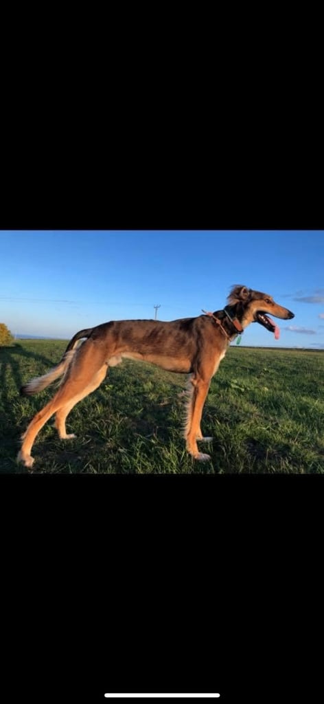 Saluki Bull Greyhound Puppies