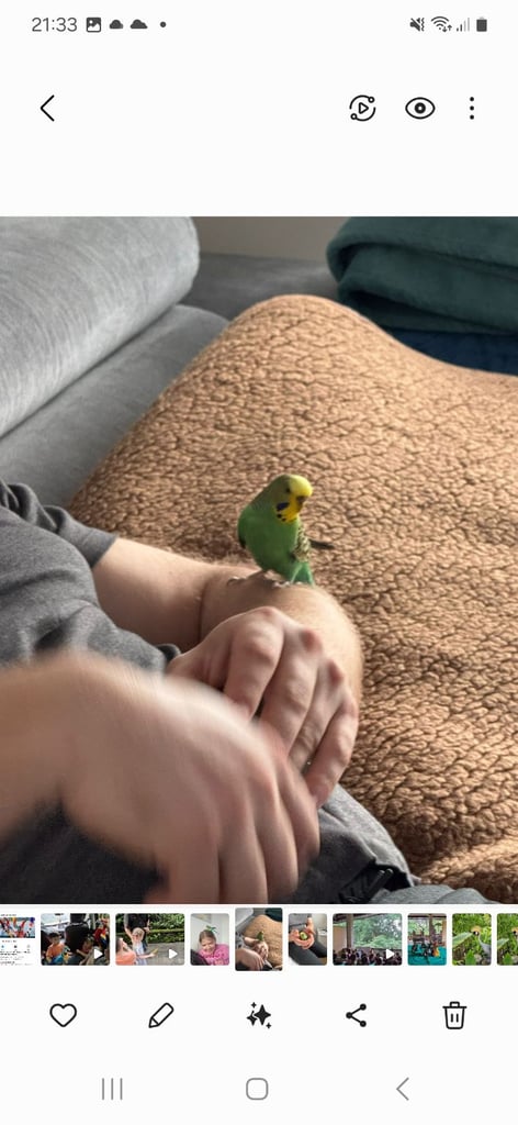 3 year old Budgie