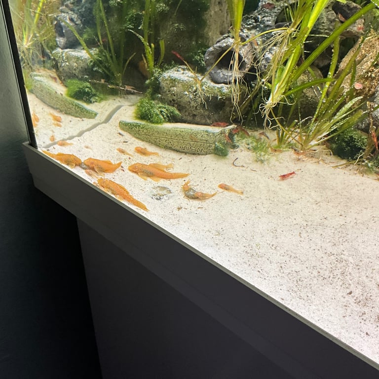 Super red pleco 