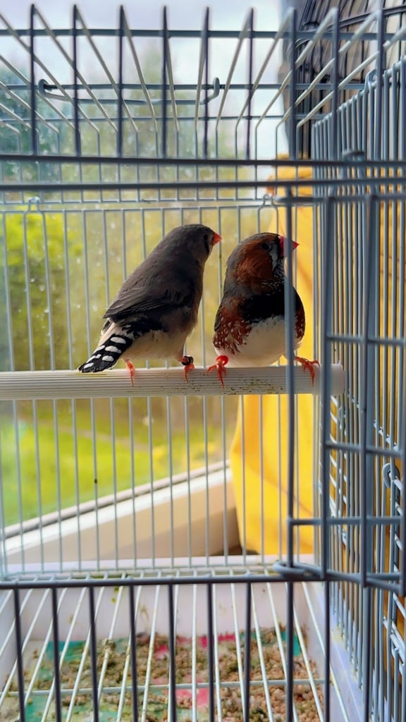 4 PAIRS OF GOOD SIZED ZFS RUNG ZEBRA FINCHES
