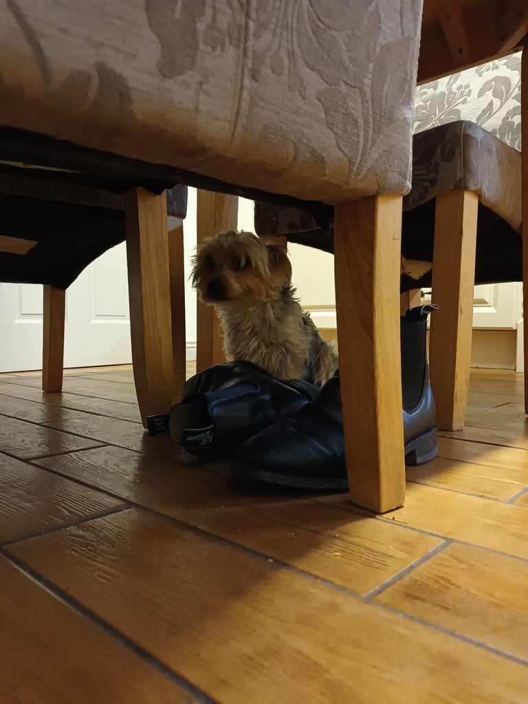 Yorkshire terrier puppy 