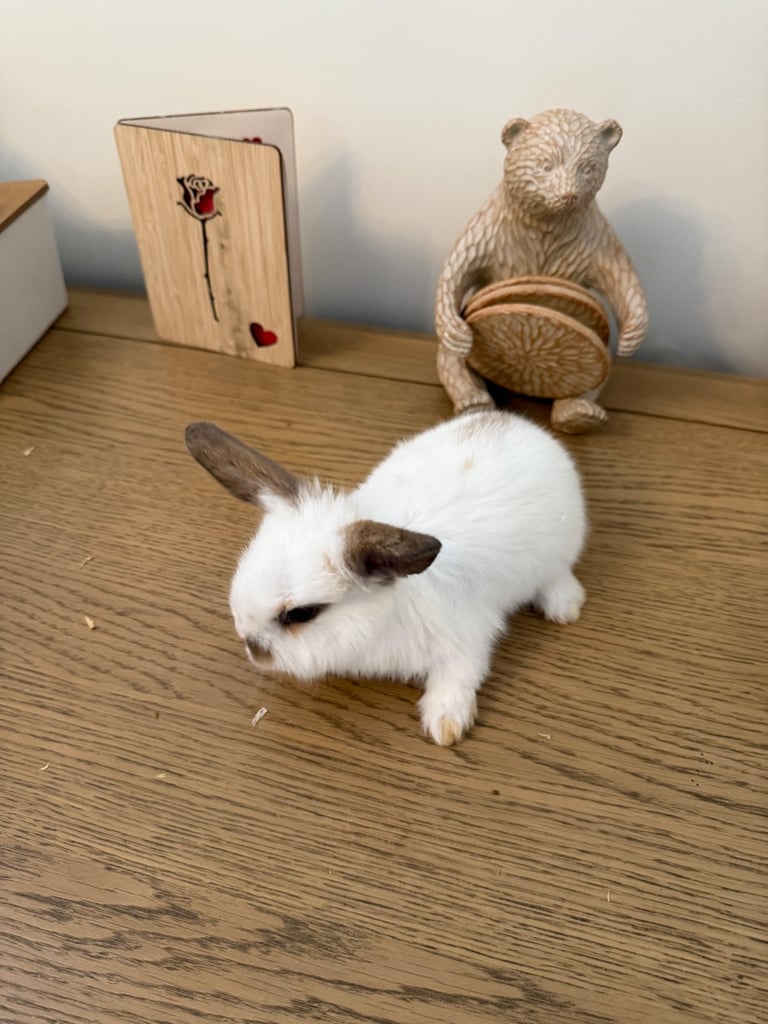 Mini lop rabbits