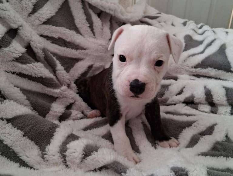 Staffordshire Puppies 