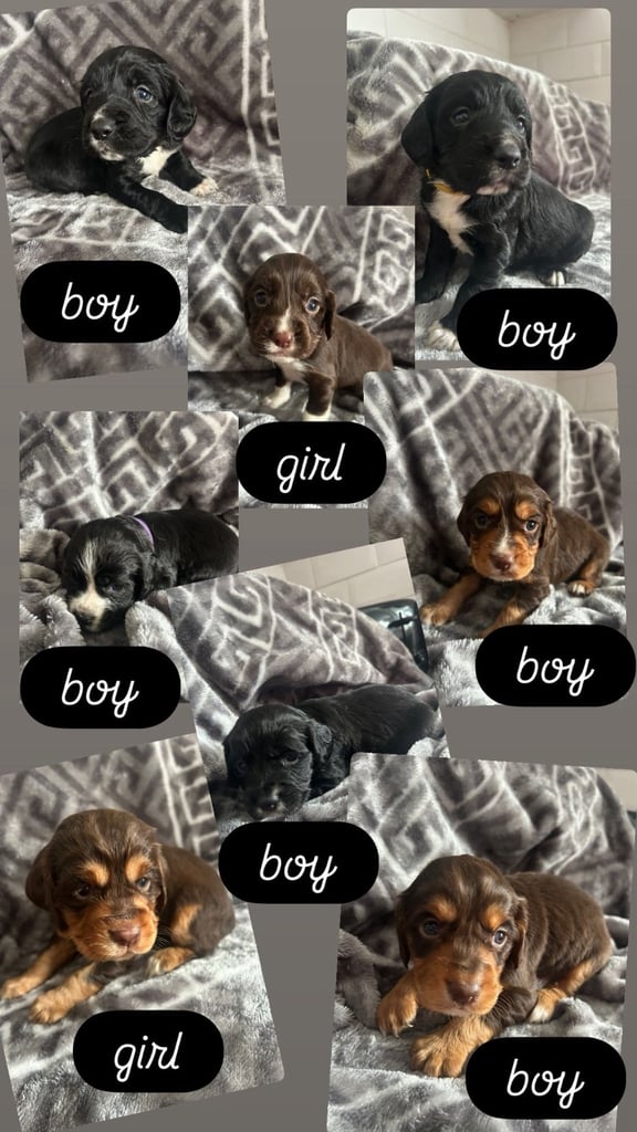 Cocker Spaniel Puppies *For Sale*