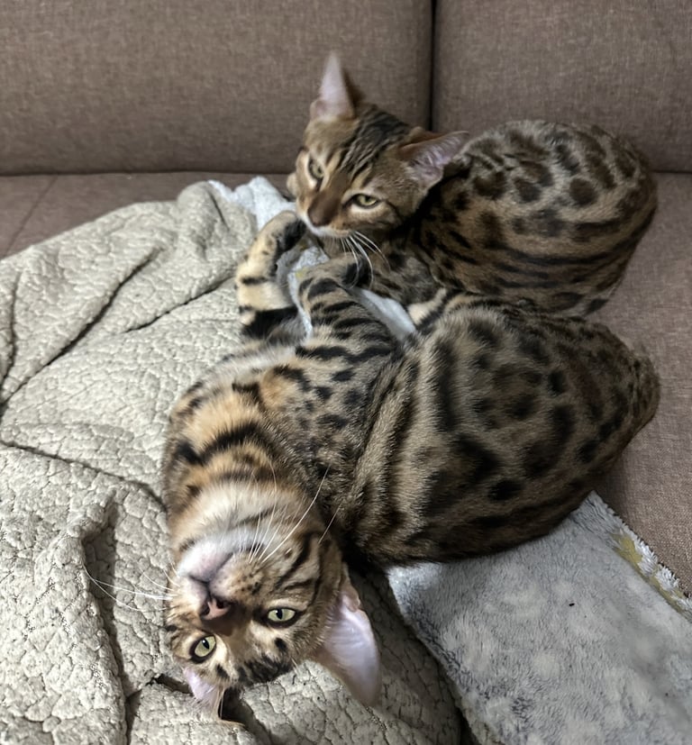 A beautiful litter of two Bengal kittens.