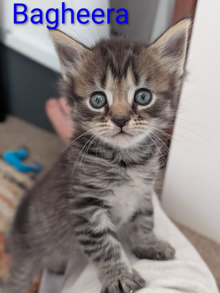 image for 6 Beautiful Kittens - ONE AVAILABLE 
