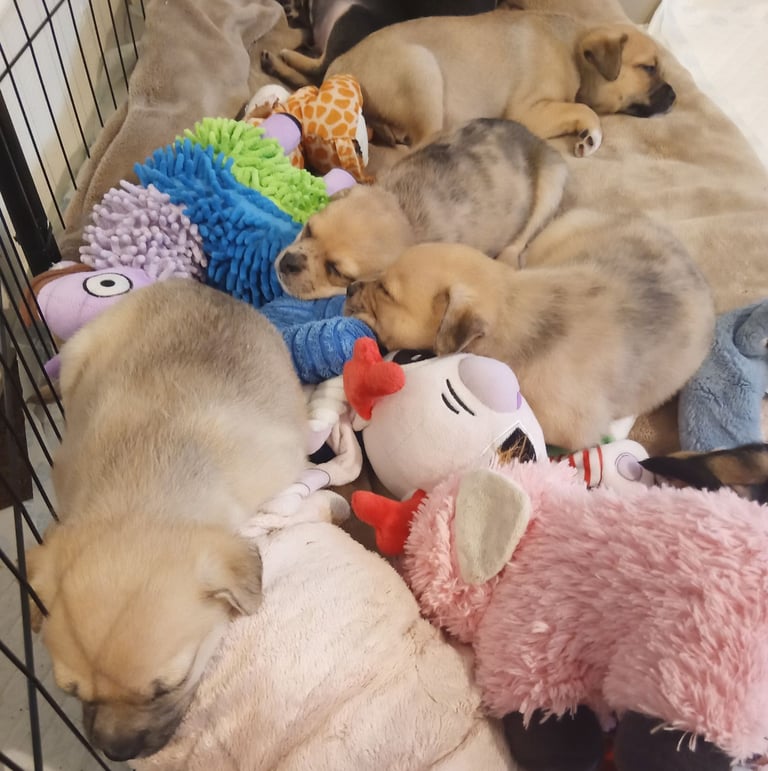 Pug X Collie (Pugollie) Puppies Looking For Their Forever Homes