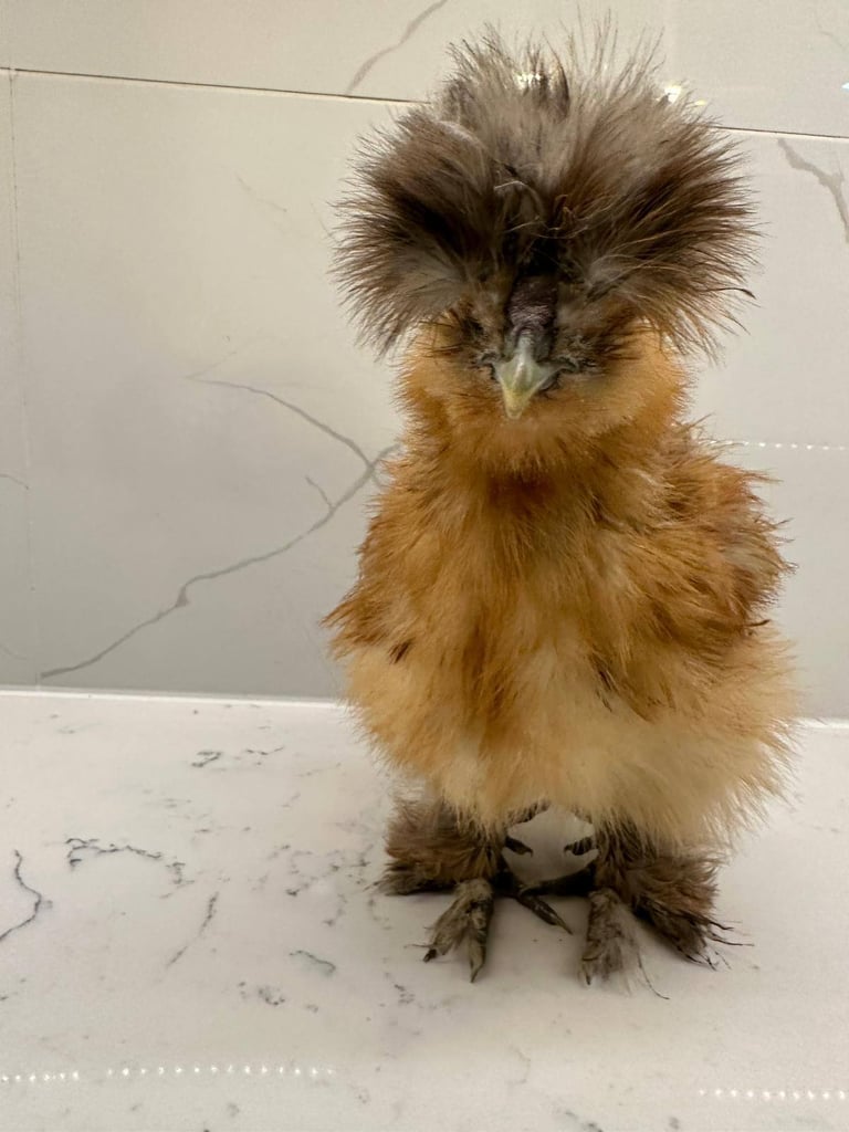 image for rehoming silkie ,frizzle polish ,polish padovana from 4 weeks to 10 weeks 