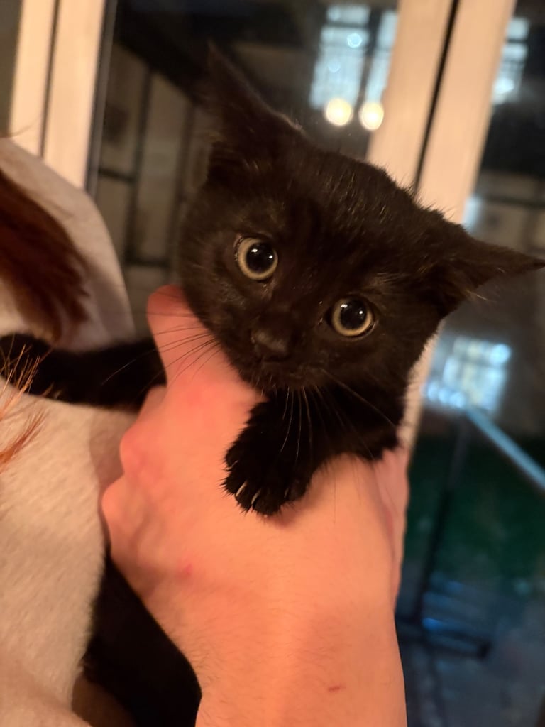 Cats for sale, 9 weeks