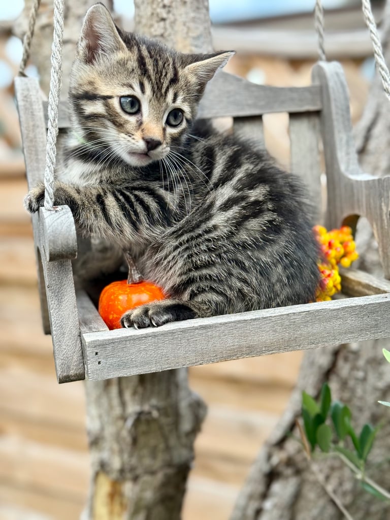 Beautiful Bengal Kittens 