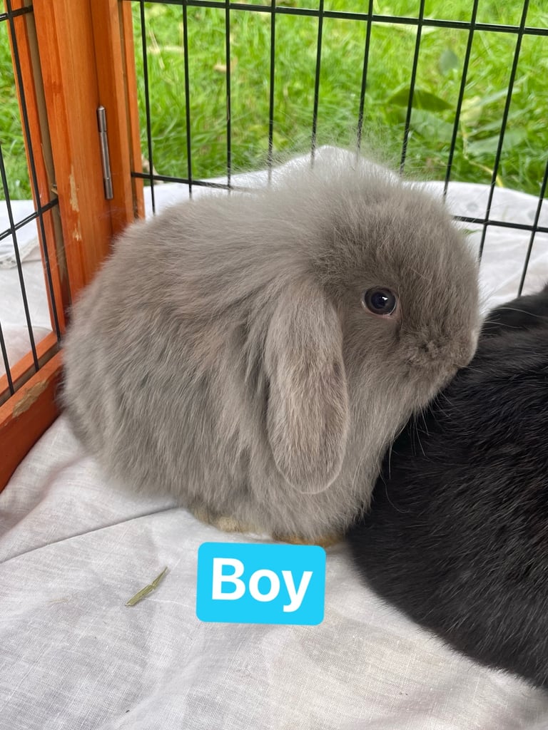 Mini lion lop - 1 boy left 