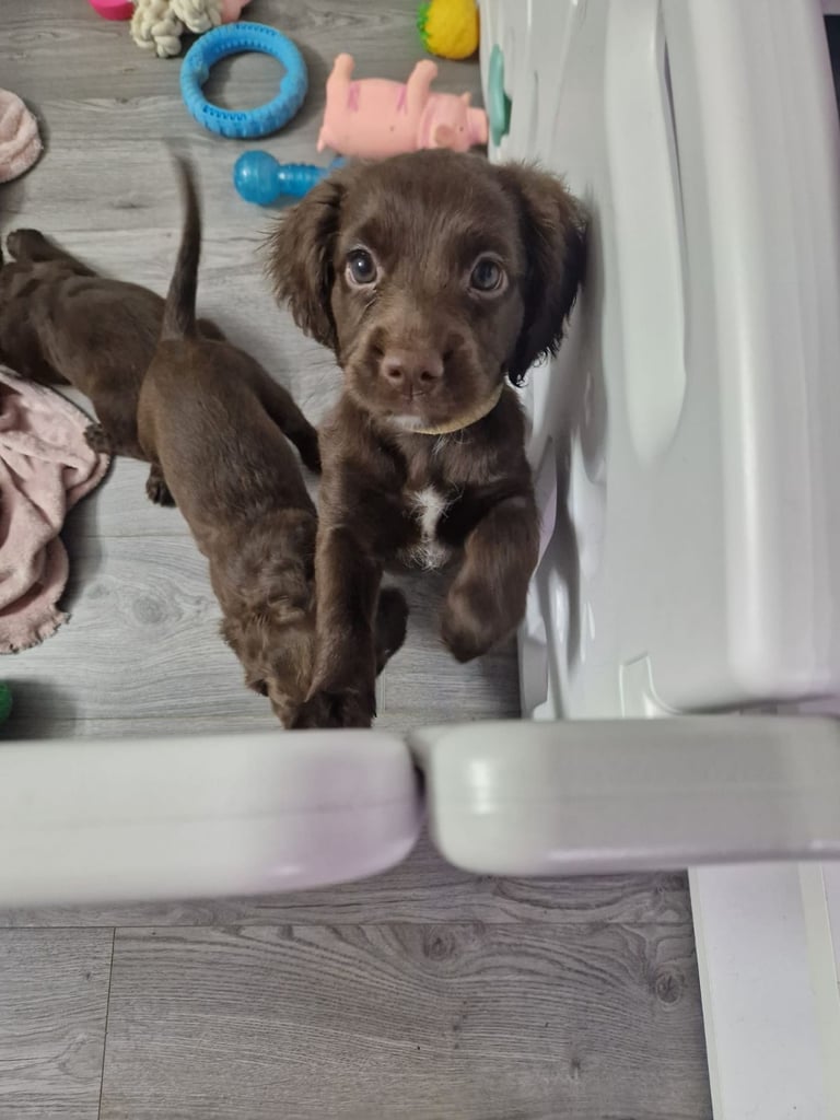 image for Sprocker spaniels 