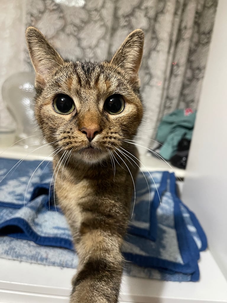 Sweet, Loving Indoor Cat looking for a Forever Home 