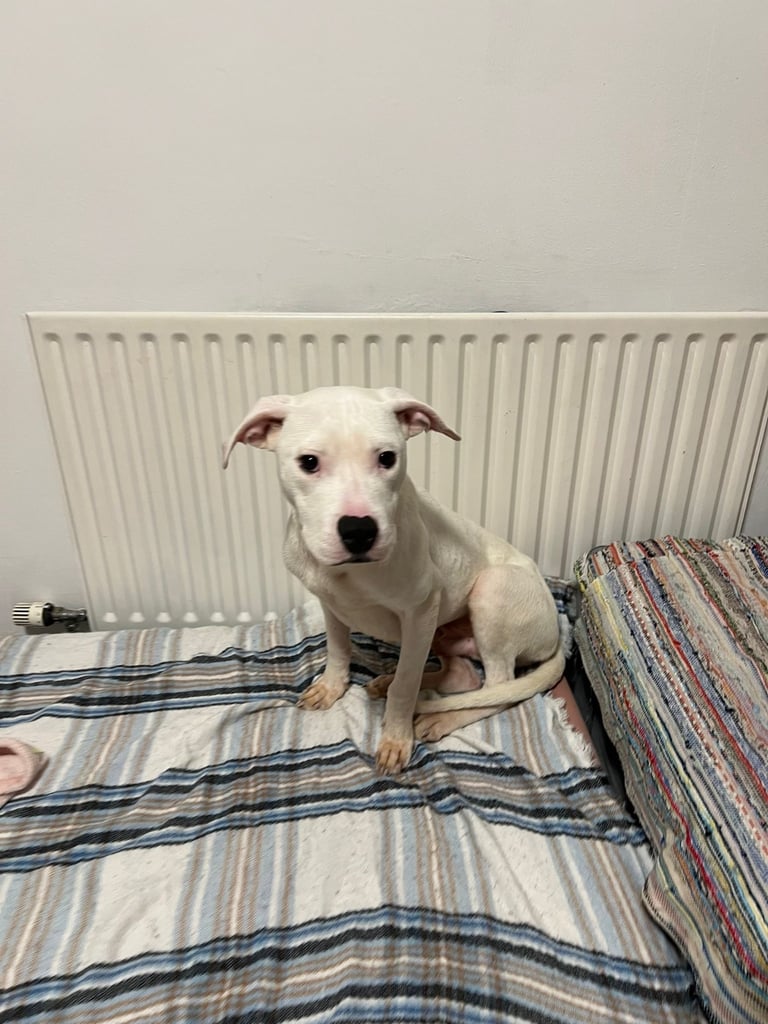 6months American bulldog 