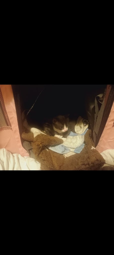 Kittens for sale