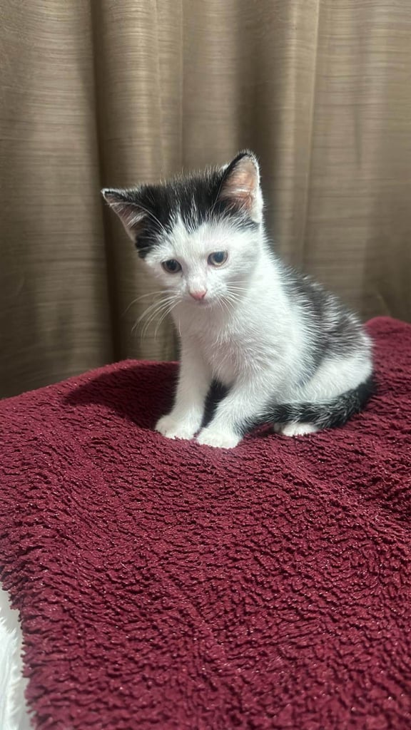 Black and white tuxedo cat
