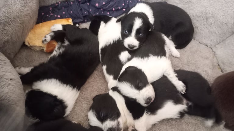 Collie puppies for sale 