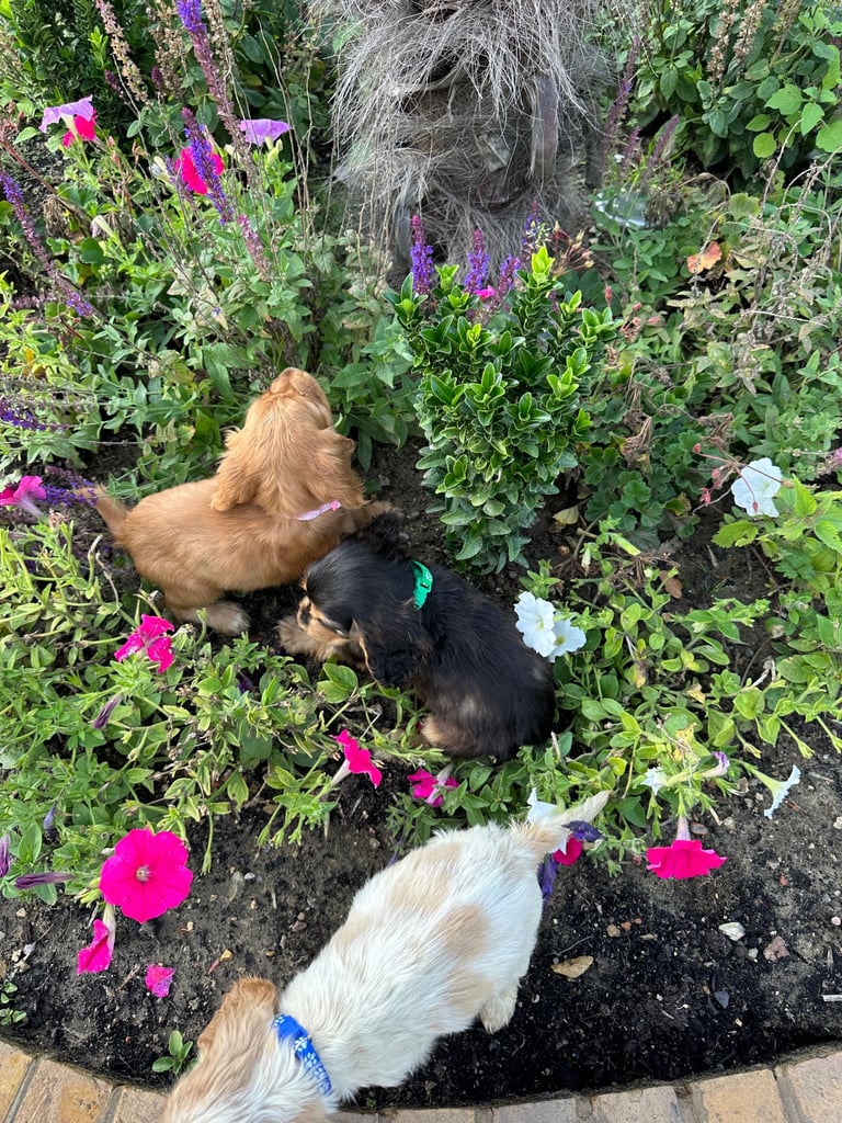 ONLY 3  LEFT Cocker show type spaniel puppy’s 