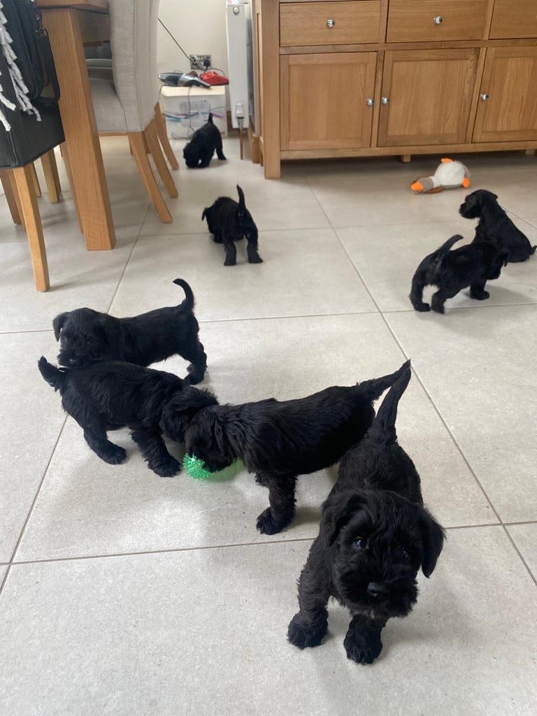 image for Where quality comes first 8 KC Miniature Schnauzer Puppies 