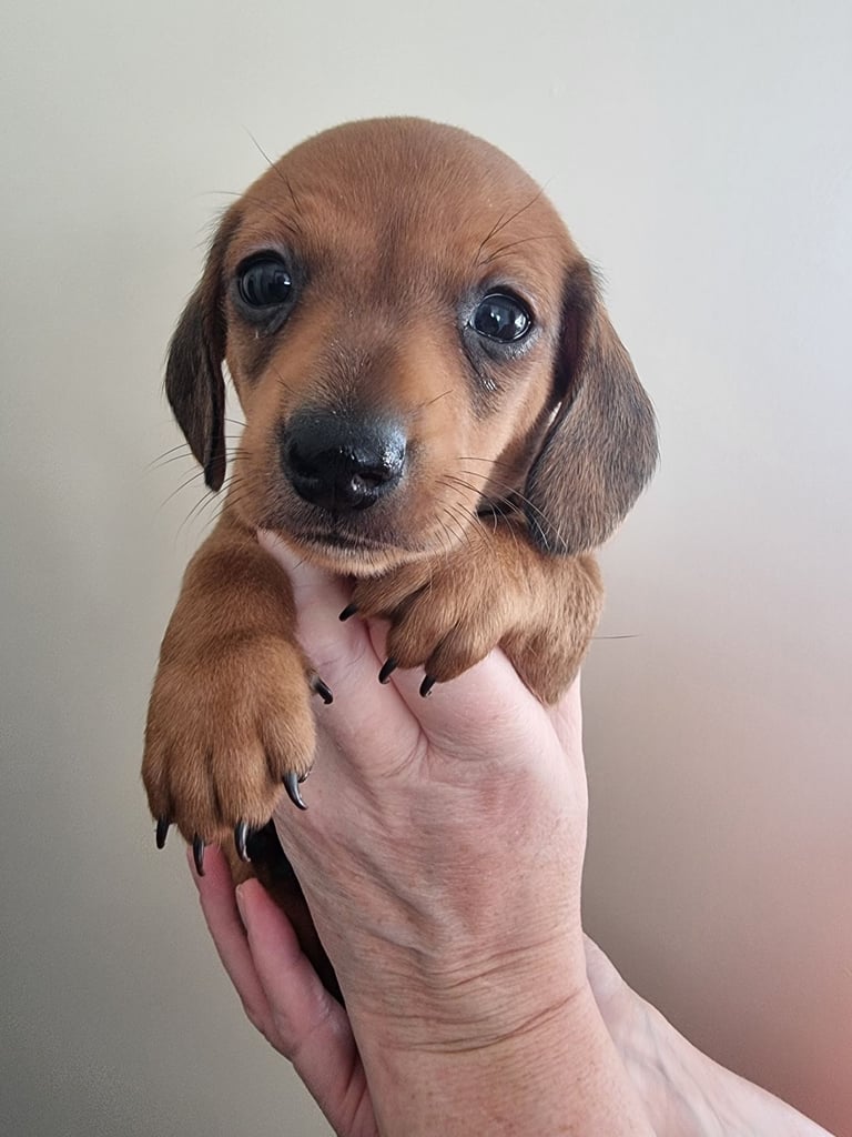 image for Dachshund miniature short haired puppies