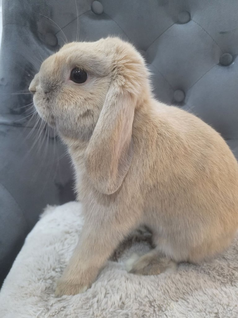 image for Mini lop bunny looking for new home