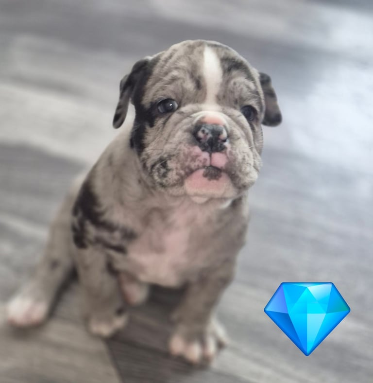 image for STUNNING LITTER OF OLD ENGLISH BULLDOGS  **Reduced price ***