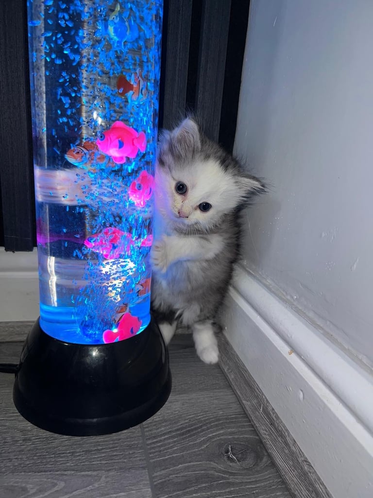 kittens Persian Chincilla  for sale Bradford