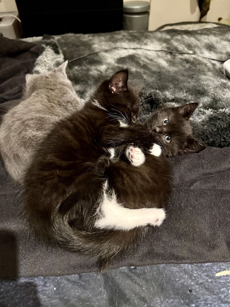 British shorthair cross