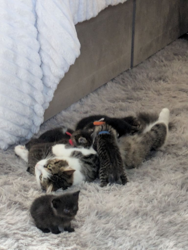 Kittens for sale 