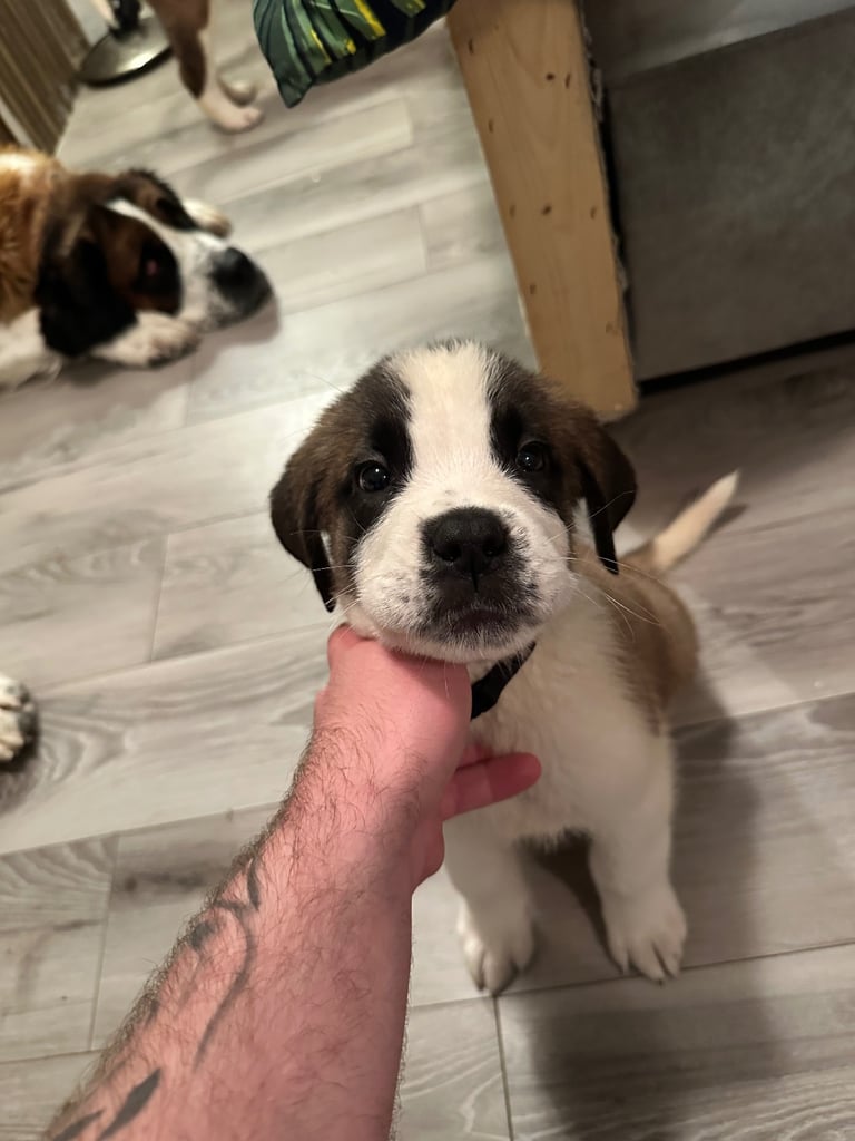 St Bernard puppies 