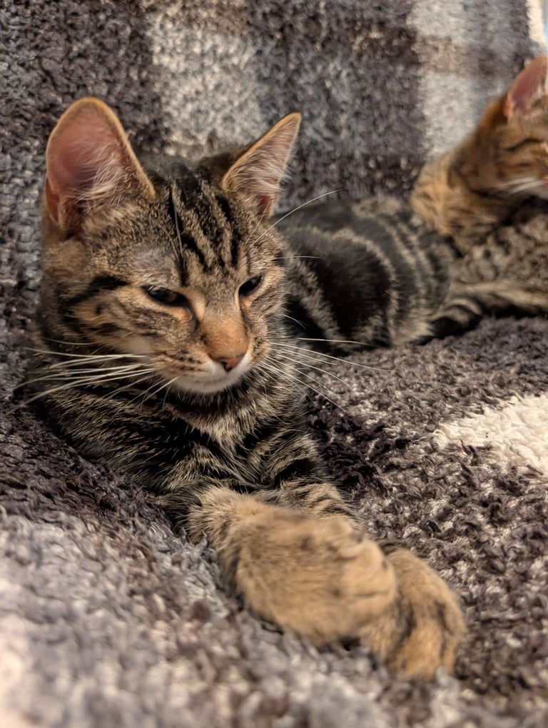 2 beautiful brothers 