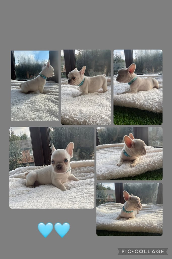 6 beautiful kc reg French bull dogs 💙