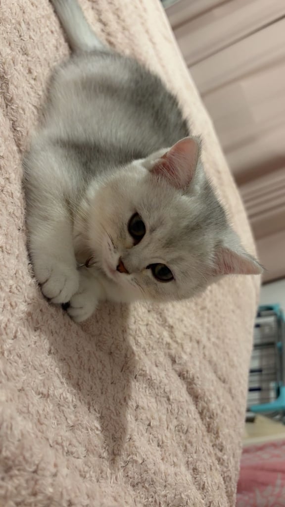 Kitten 