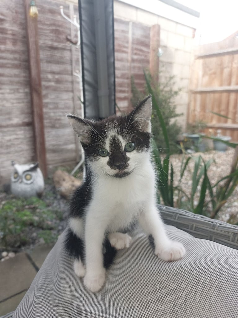 4 gorgeous kittens for sale. 