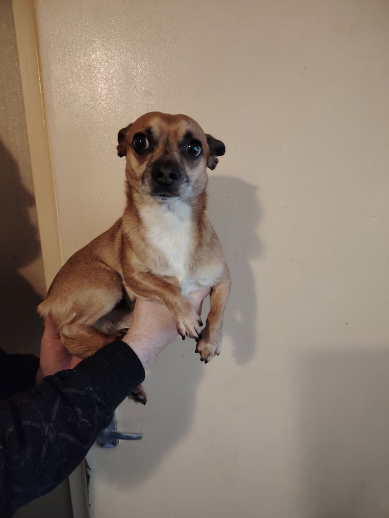 Chihuahua 