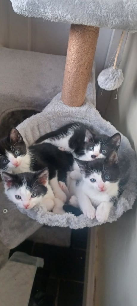 Kittens Available 4 siblings