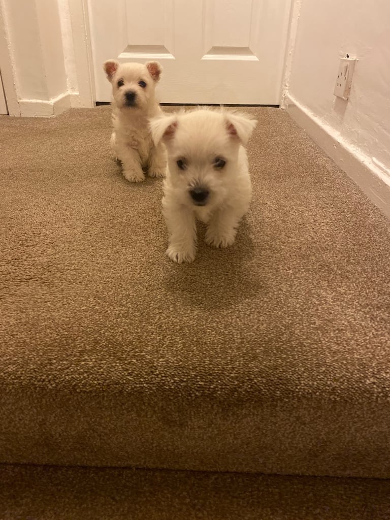 Westie pups