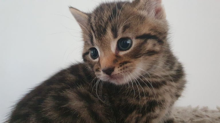 Bengal mix Kittens 8wks old marble spotted and striped