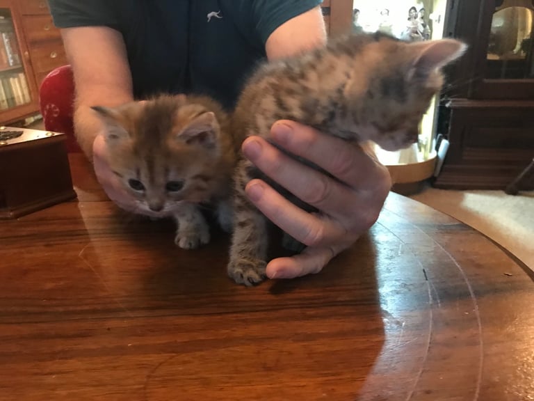 2 Beautiful Fluffy Tabby Kittens for sale
