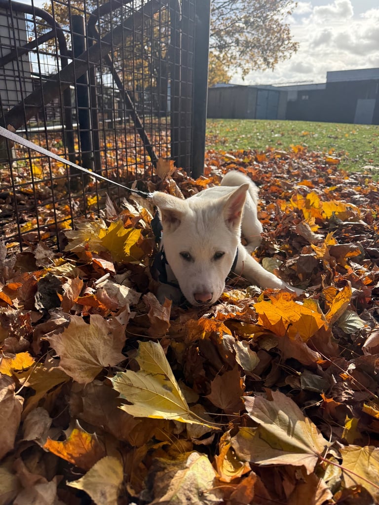 White Japanese Akita Male 