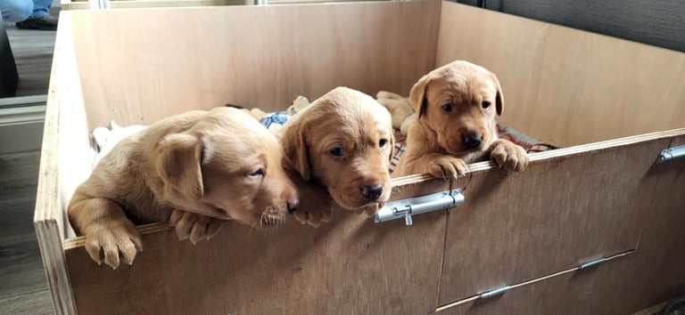 Fox red labrador puppies 