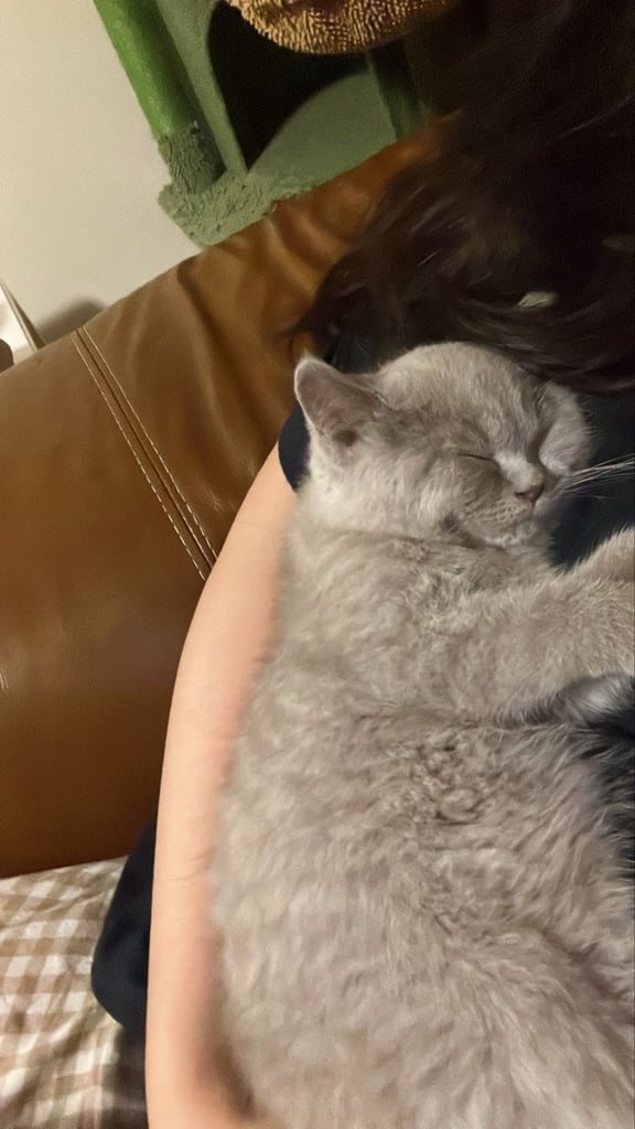 Gorgeous chunky britsh shorthair lilac kitten (male)