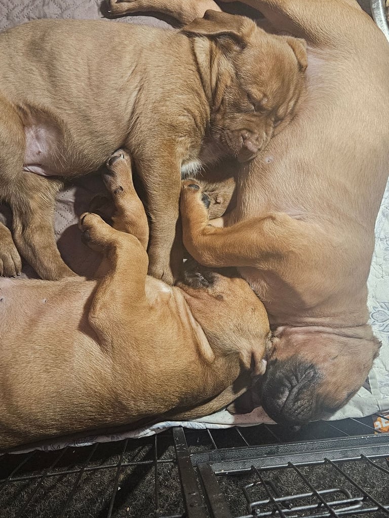 Dog de borduex cross rottweiler pups 