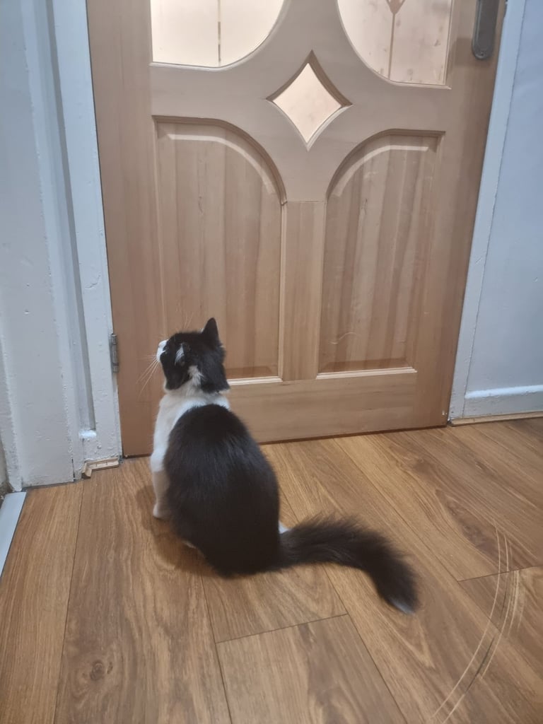Female cat