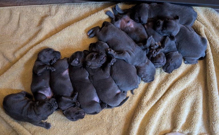 Blue Staffordshire Bull Terrier Puppiess