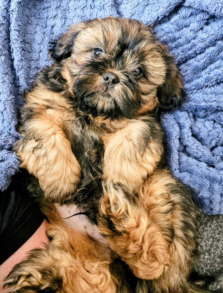 🐶 Shih Tzu Puppy READY NOW – Licensed Breeder (Licence No. DB/19/25)