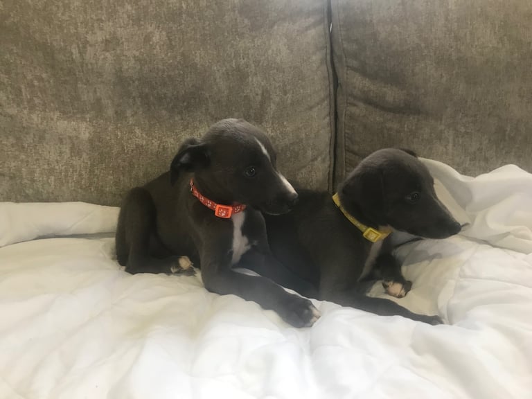 Whippet puppies 
